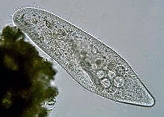 Paramoecium Caudatum