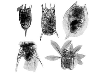 Rotifers