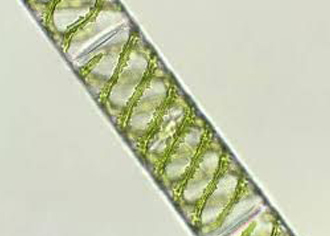 Spirogyra