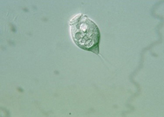 Varticella Microstoma